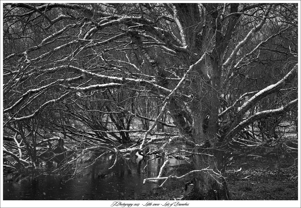  DSC5204 WS Little snow - Lots of branches - 