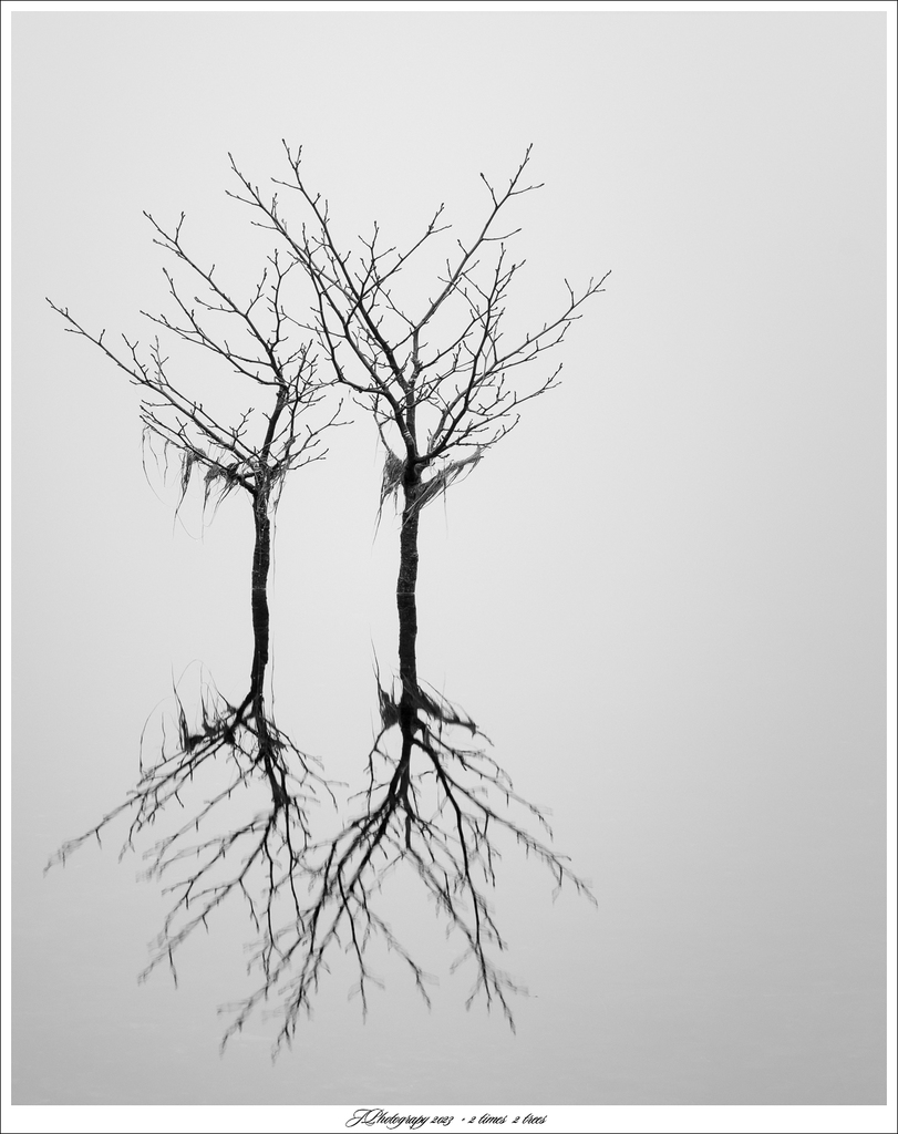  DSC4624 BEW WS 2 times  2 trees - 