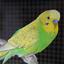 DSC 0028 (Copy) - My parrots