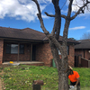 Tree Stump Removal Blacktown - Picture Box