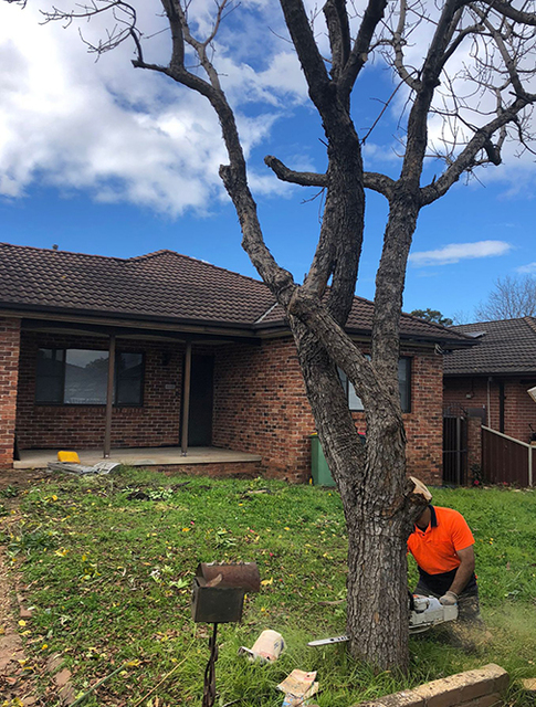 Tree Stump Removal Blacktown Picture Box
