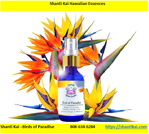 Shanti Kai â€“Birds of Paradise-Honolulu-HI  Unite Shanti Kai Hawaiian Essences