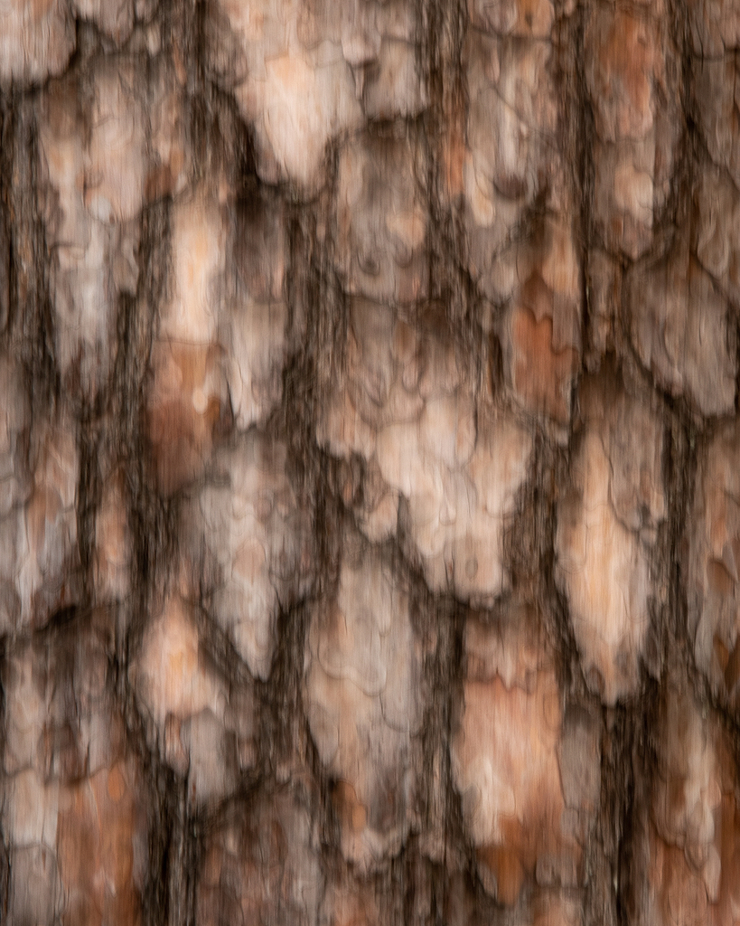  DSC4415 Same Bark ICM WS - 