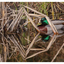 Duck in the Reeds 2023 1 - Wildlife