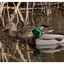 Duck in the Reeds 2023 2 - Wildlife
