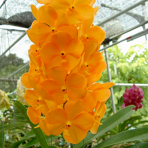 Ascocenda Bangkhuntian Zynah Orchids