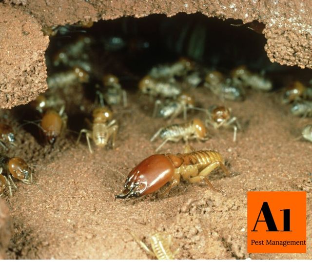 Termite Control Termite Control North Brisbane