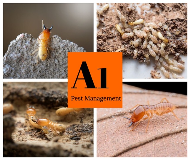 termite treatment North Brisbane Termite Control North Brisbane