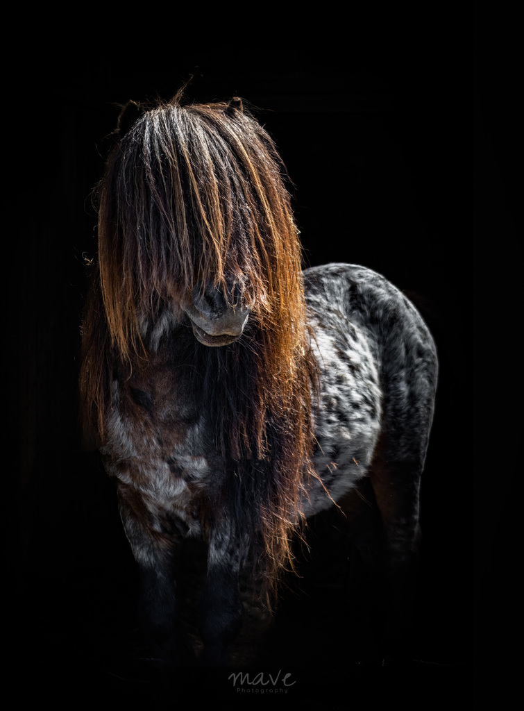 IMG 5139 - ozzyshoot