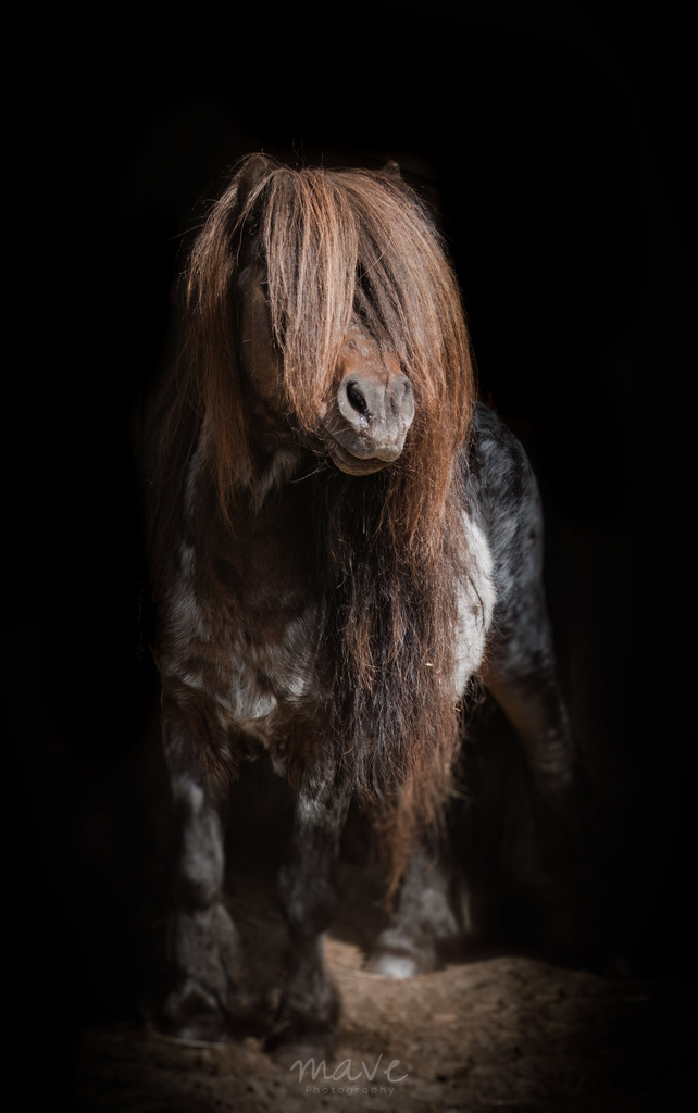 IMG 5199 - ozzyshoot