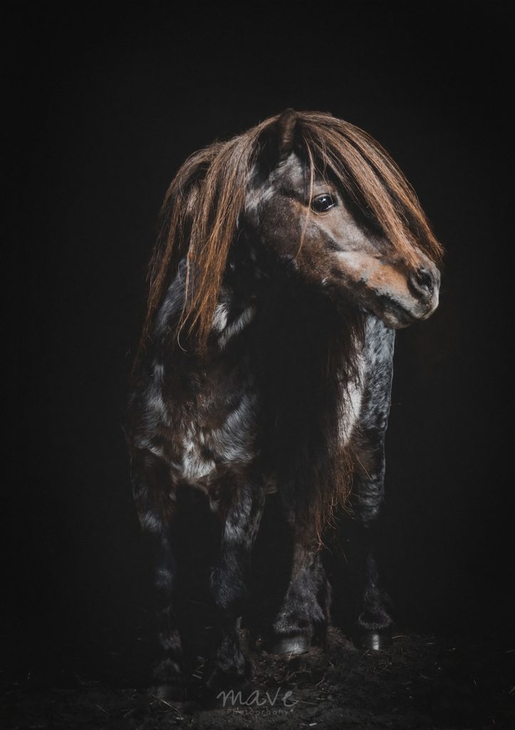 IMG 5223 - ozzyshoot