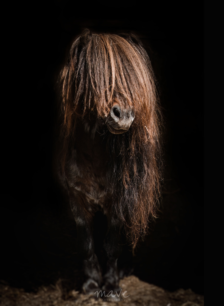 IMG 5326 - ozzyshoot