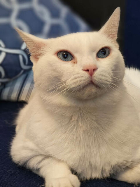 Cat with blue Eyes LearnAboutCat