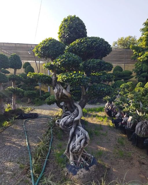 best Nurserie in Kadiyam best Nurserie in Kadiyam