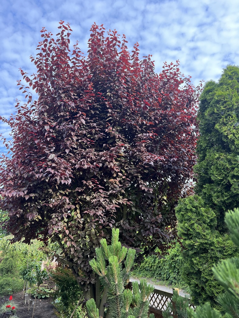IMG 0550 13 07 02