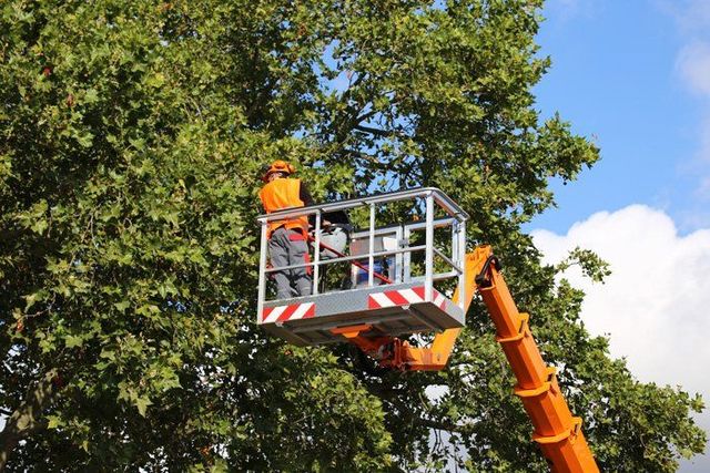 arborist BioScapes Tree Care Inc