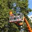 arborist - BioScapes Tree Care Inc