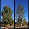 commercial tree service - BioScapes Tree Care Inc