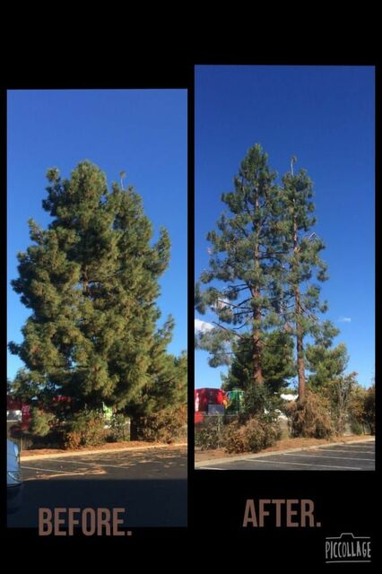 commercial tree service BioScapes Tree Care Inc