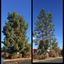 commercial tree service - BioScapes Tree Care Inc