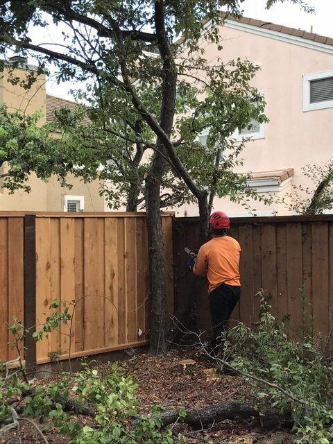 residential tree service BioScapes Tree Care Inc