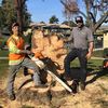 tree removal - BioScapes Tree Care Inc