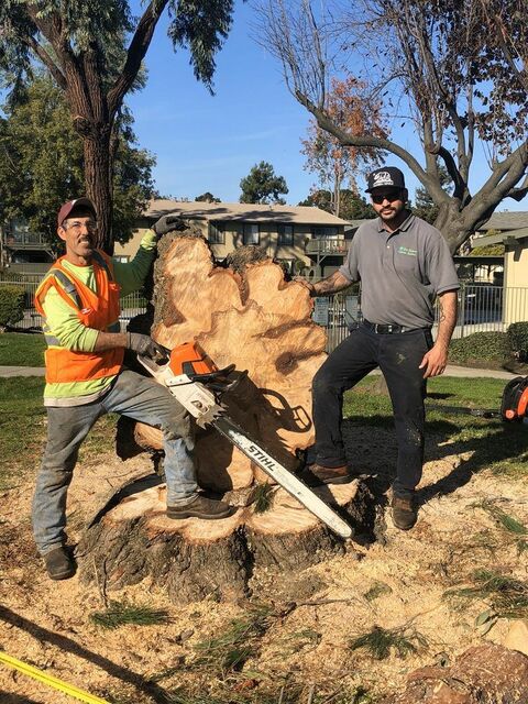 tree removal BioScapes Tree Care Inc