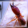 The Pest Control Services I... - Picture Box