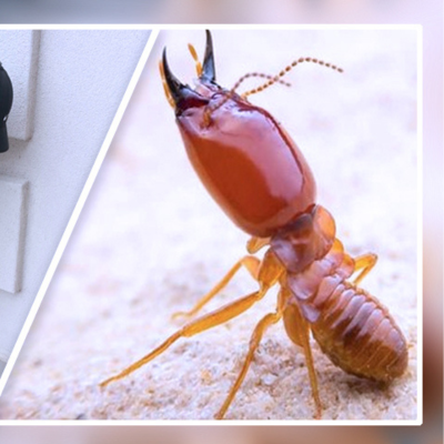 The Pest Control Services In Hyderabad Picture Box