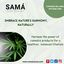 CANNABIS PRODUCTS (1) - Picture Box