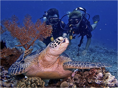 padi divemaster gili trawangan Blue Marlin Dive