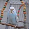 DSC 0045 (Copy) - My parrots