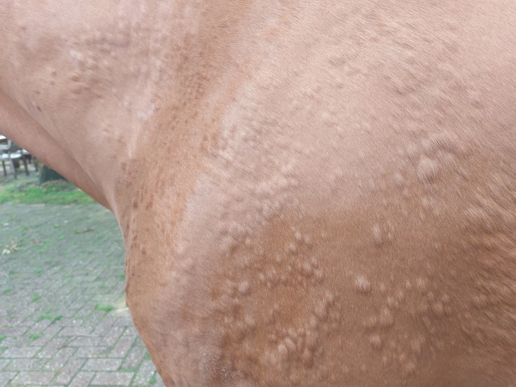 20230713 144730 - Offereins