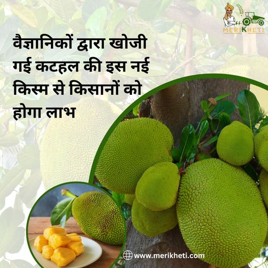 jack fruit Merikheti
