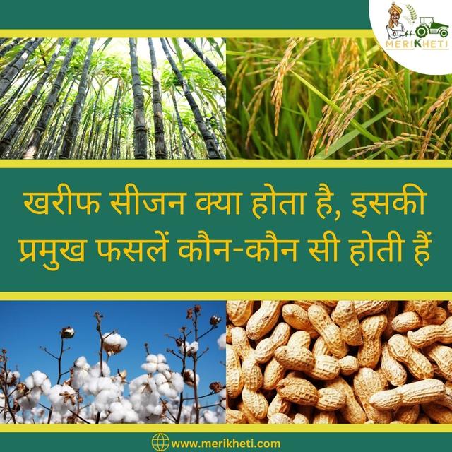 Kharif related crops Merikheti