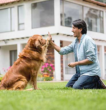private-lessons dog training near me