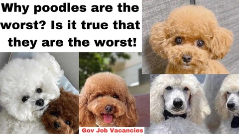 Why poodles are the worst I... - Anonymous