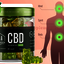 Evergreen CBD Gummies 3 - Easy & Quickly To Purchase Evergreen CBD Gummies?