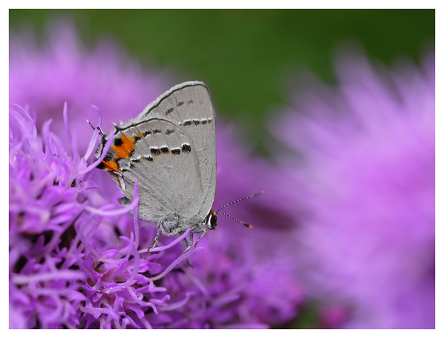 Gray Hairstreak Butterfly 2023 1 Close-Up Photography