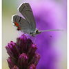 Gray Hairstreak Butterfly 2... - Close-Up Photography