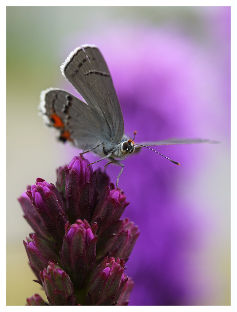 Gray Hairstreak Butterfly 2023 2 Close-Up Photography