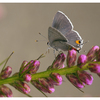 Gray Hairstreak Butterfly 2... - Close-Up Photography