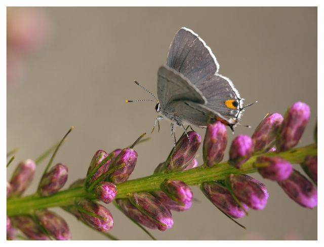 Gray Hairstreak Butterfly 2023 3 Close-Up Photography