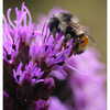 Bee 2023 3 - Close-Up Photography