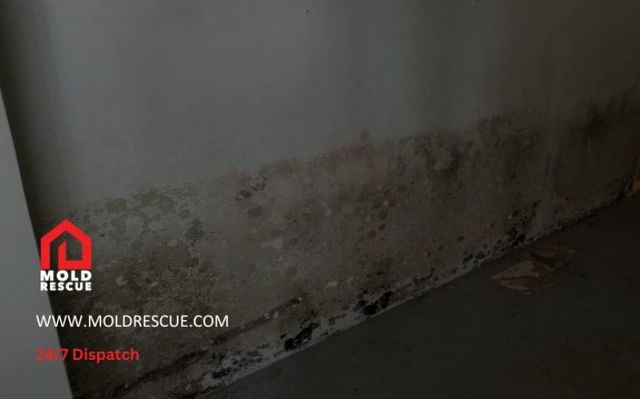 Black Mold Drywall Mold Rescue