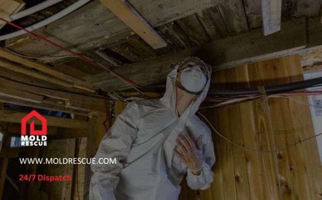 Can Home Inspectors Detect Mold Mold Rescue