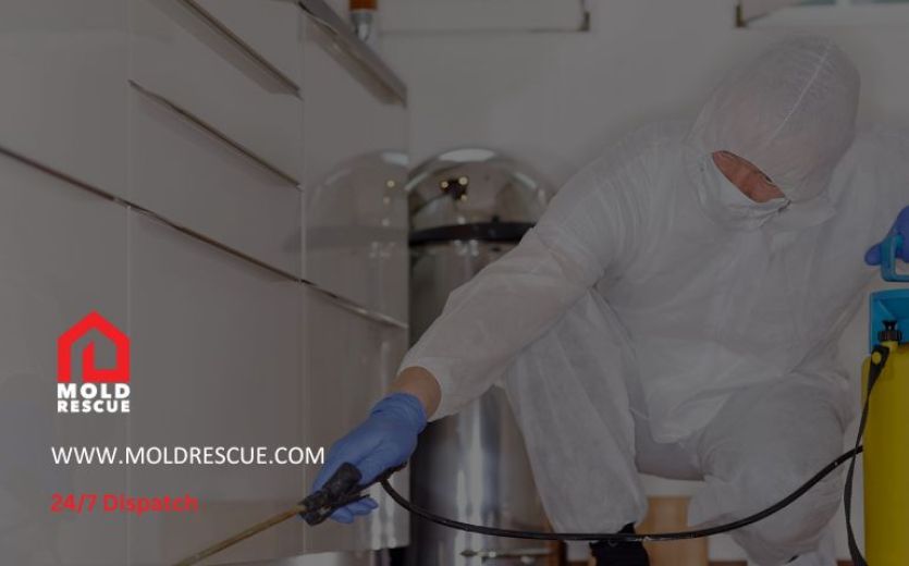 Does Mold Remediation Work Mold Rescue