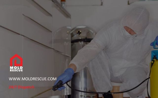 Does Mold Remediation Work Mold Rescue