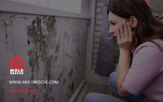 Expert Guide on Mold Remediation and Removal Mold Rescue