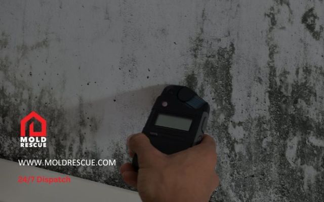 How long do mold spores Mold Rescue